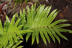 Blechnum confusum