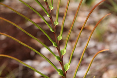 Blechnum confusum