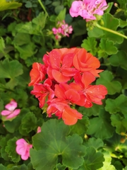 Pelargonium × hybridum