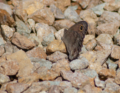 Cercyonis oetus