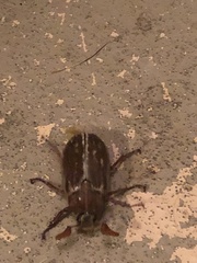 Polyphylla variolosa