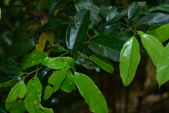 Cryptocarya chinensis