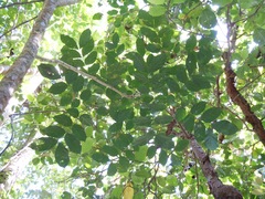 Archidendron grandiflorum