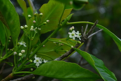 Ilex rarasanensis