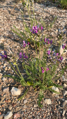 Oxytropis borealis borealis
