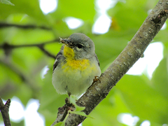 Setophaga americana image
