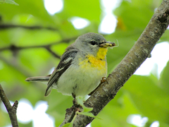 Setophaga americana image