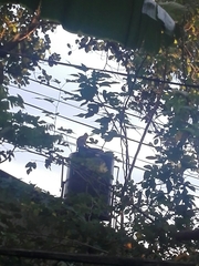 Semnopithecus priam thersites