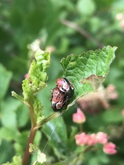 Calligrapha spiraeae