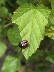 Calligrapha spiraeae