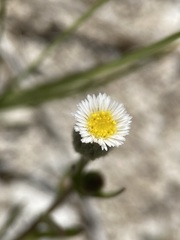 Erigeron lonchophyllus