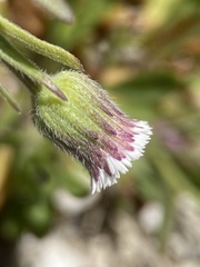 Erigeron lonchophyllus