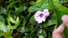 Impatiens platypetala