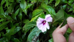 Impatiens platypetala