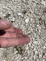 Hornungia procumbens