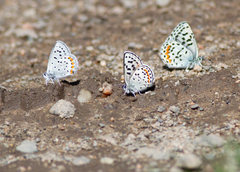 Euphilotes heracleoides