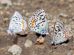 Euphilotes heracleoides