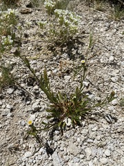 Erigeron lonchophyllus