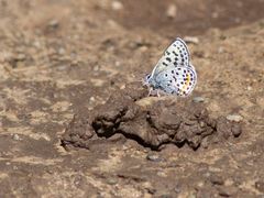 Euphilotes heracleoides
