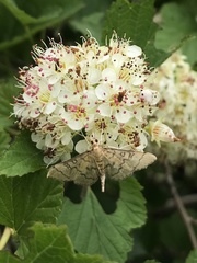 Blepharomastix ranalis