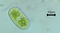 Cylindrocystis