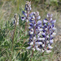 Lupinus plattensis