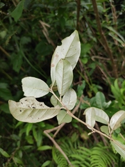 Elaeagnus magna