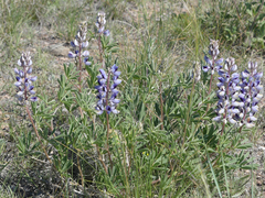 Lupinus plattensis