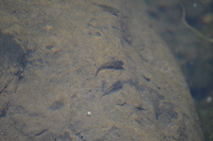 Oligocottus maculosus