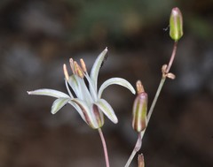 Chlorogalum angustifolium