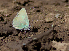 Callophrys affinis