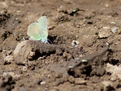 Callophrys affinis