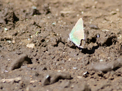 Callophrys affinis