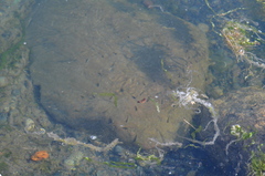 Oligocottus maculosus