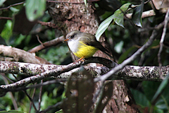 Eopsaltria flaviventris