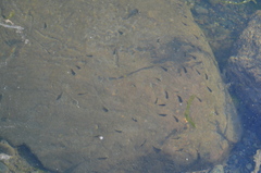 Oligocottus maculosus