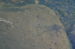 Oligocottus maculosus