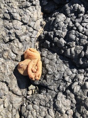 Pyura praeputialis
