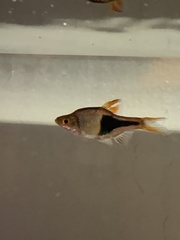 Trigonostigma heteromorpha