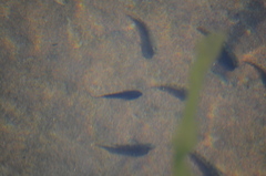 Oligocottus maculosus