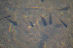 Oligocottus maculosus