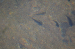 Oligocottus maculosus