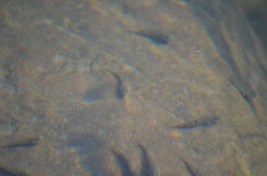 Oligocottus maculosus