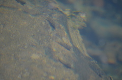 Oligocottus maculosus