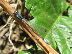 Zoniagrion exclamationis