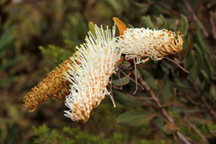 Grevillea exul