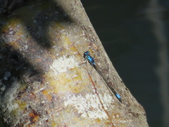Zoniagrion exclamationis