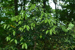 Cryptocarya chinensis