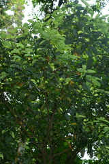 Cryptocarya chinensis