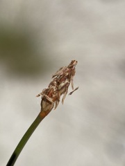 Eleocharis rostellata